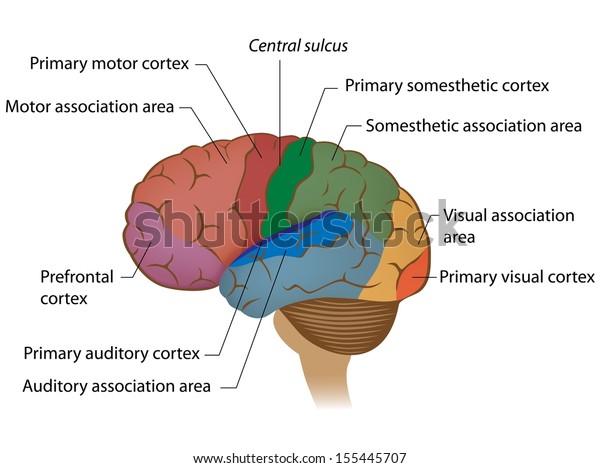 Areas Of The Brain