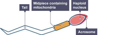 Bbc Gcse Bitesize Science Endoskeletons And Exoskeletons Revision Bbc Gcse Bitesize Science Endoskeletons And Exoskeletons Revision