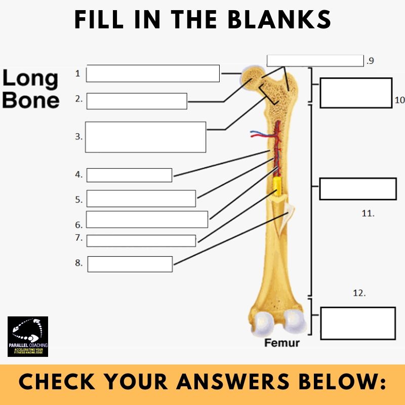 Blank Long Bone Diagram Blank Long Bone Diagram