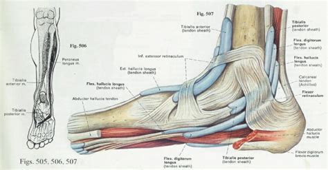 Foot Muscles Medial Foot Muscles Medial
