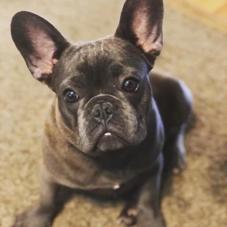 7 Tips for Growing Your Frenchie OnlyFans Successfully