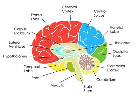 Labeled Brain Labeled Brain