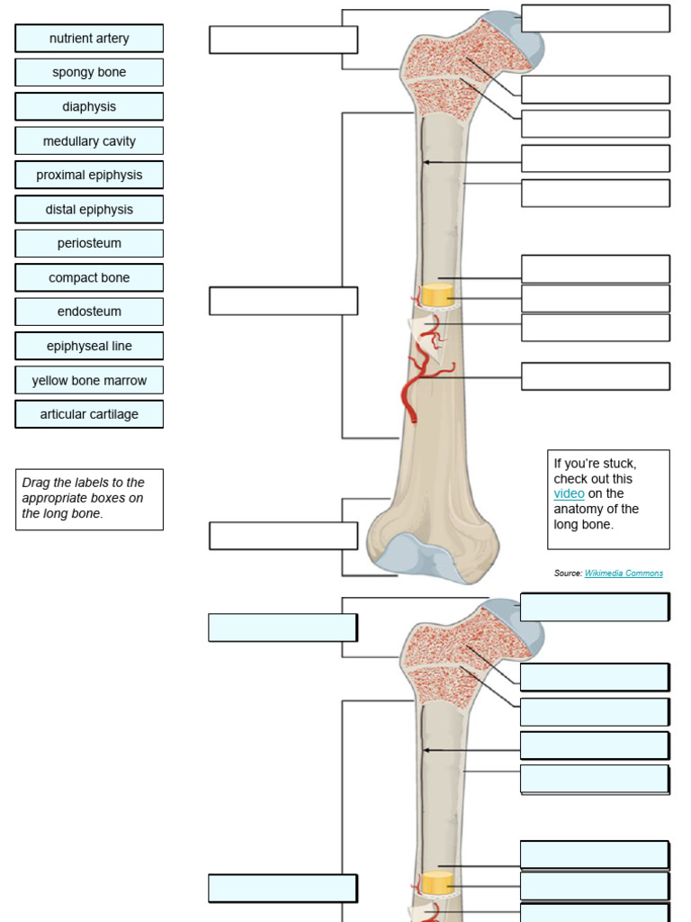 Long Bone Labeling These Labeling Bones Last Over Long Periods And Come Long Bone Labeling These Labeling Bones Last Over Long Periods And Come