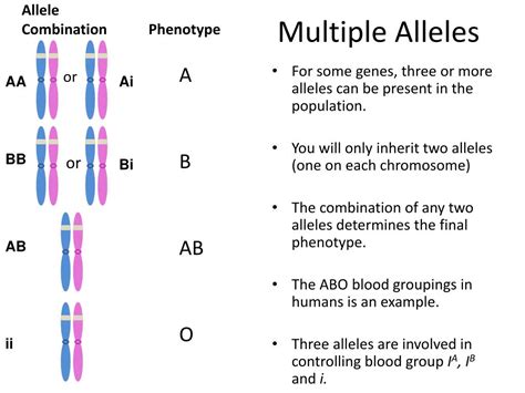 Multiple Alleles Multiple Alleles