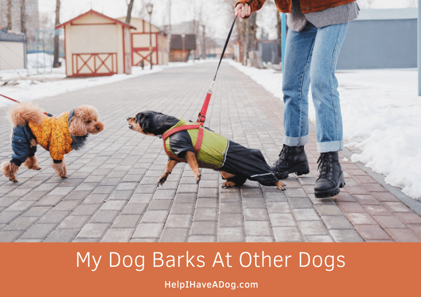 My Dog Barks At People Constantly How Do I Get Him To Stop My Dog Barks At People Constantly How Do I Get Him To Stop