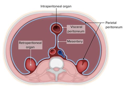 Parietal Peritoneum Parietal Peritoneum