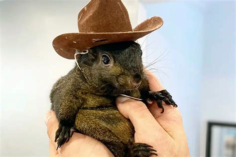 Peanut Squirrel OnlyFans: Exclusive Wildlife Content Unveiled