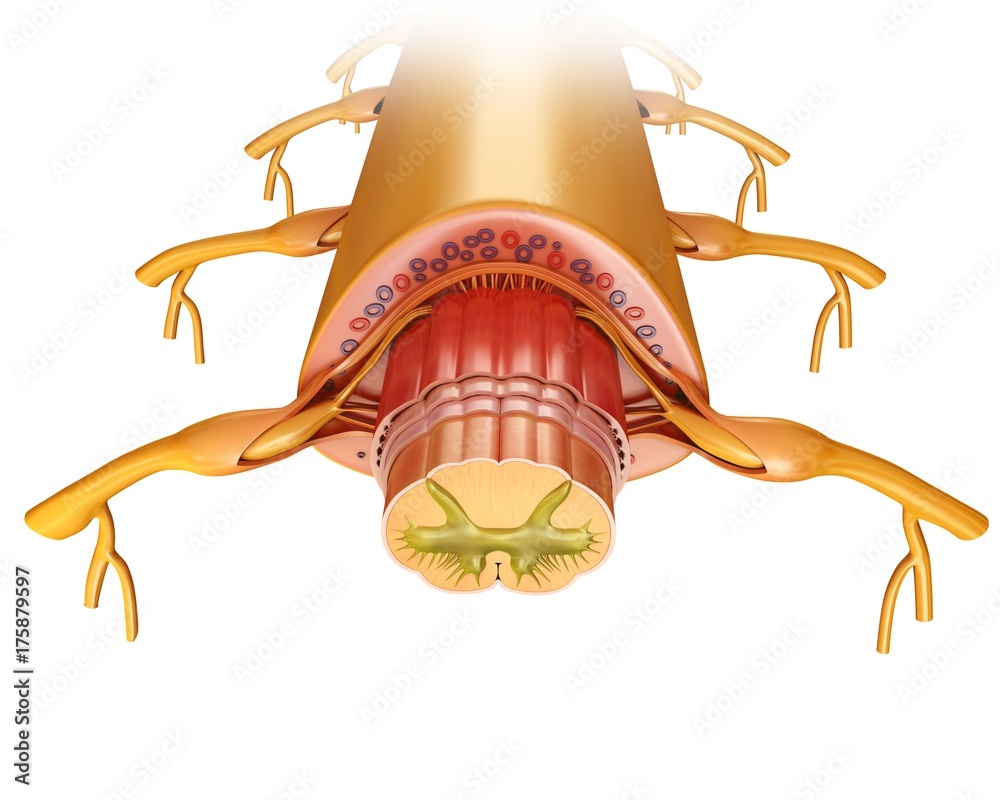 Spinal Cord Cross Section