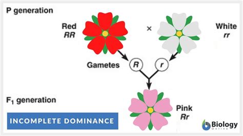 What Is Incomplete Dominance