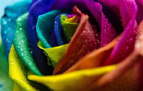 Worldinhand Rainbow Rose Real Flower Raindrops And Hope Worldinhand Rainbow Rose Real Flower Raindrops And Hope