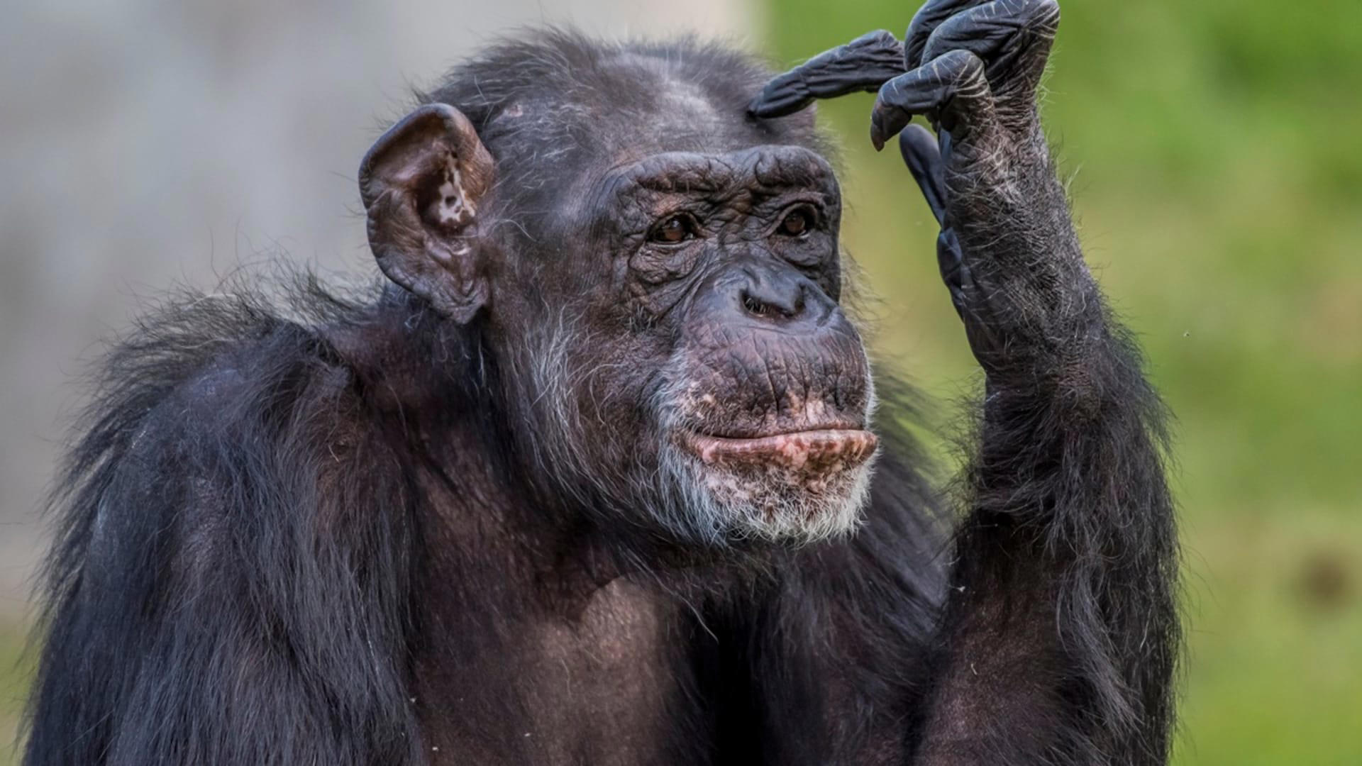 Taktik Im Druck: Münster Verändert System, Trainingly Unter Beobachtung Nach Niederlage Bei Aachen